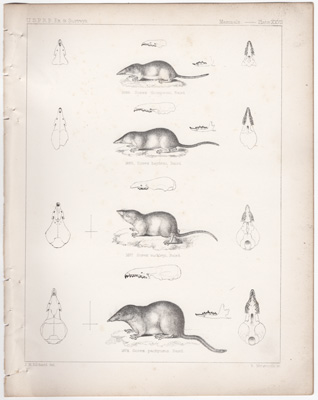 Shrews
